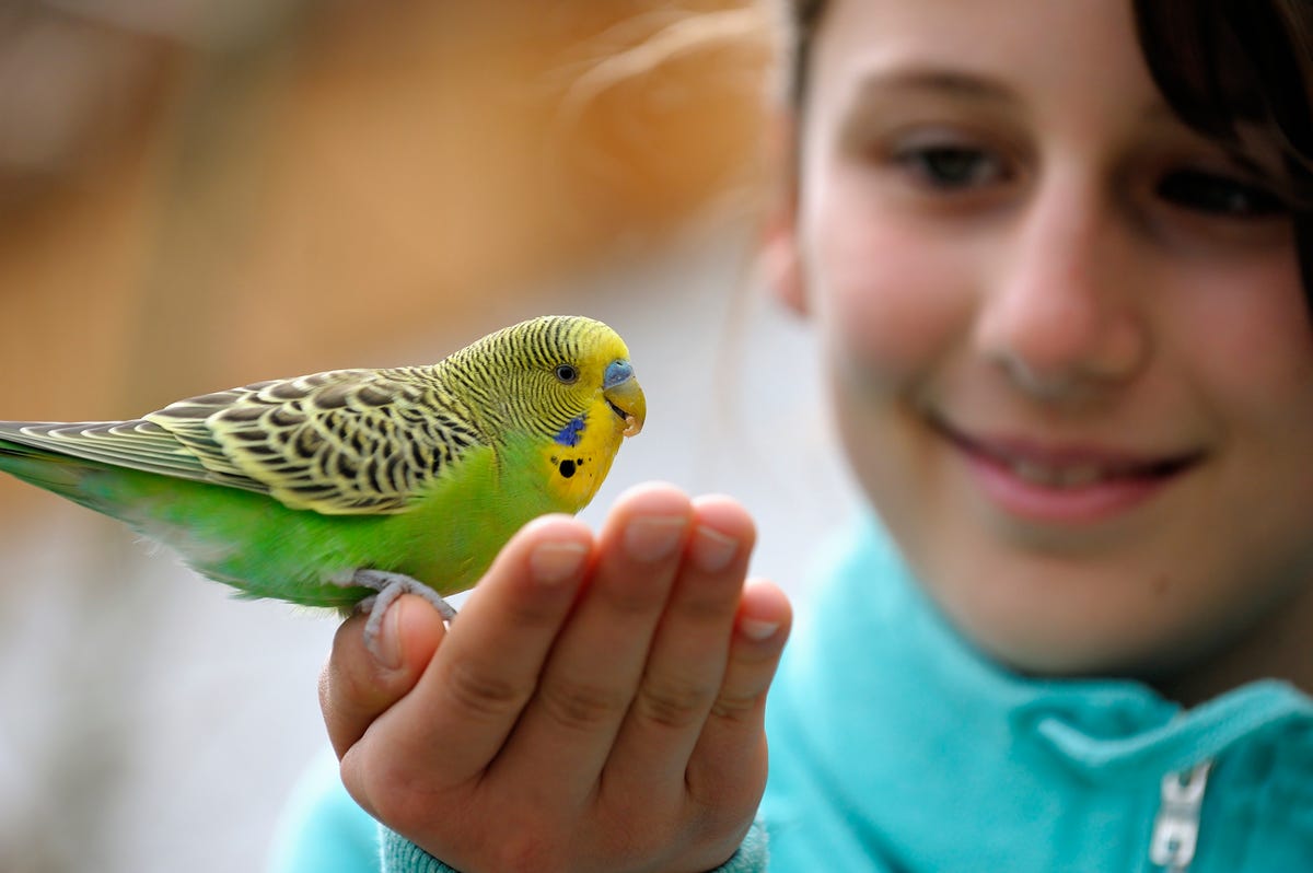 10 Best Pet Birds — Best Birds for Family Pets