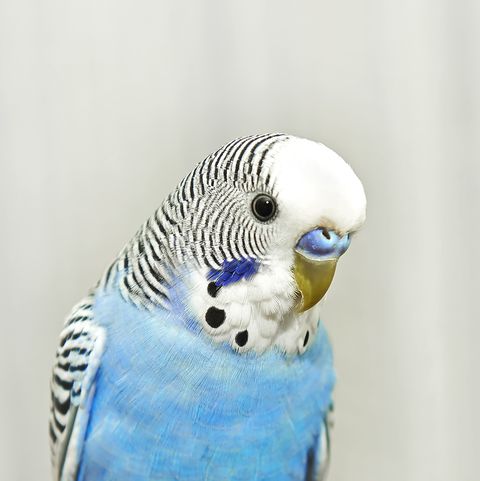 pet birds  parakeet