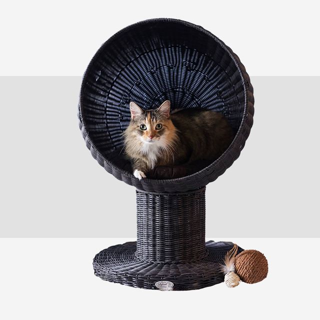 Gift Ideas For Cats? 