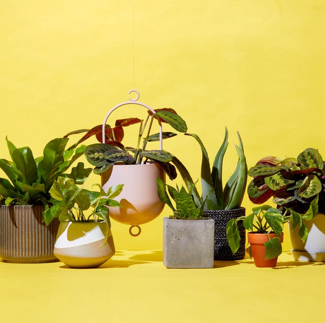 The Best Places To Plants Online Indoor Order Best Places To Plants Online