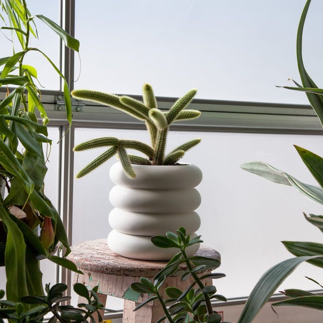 planter with cactus