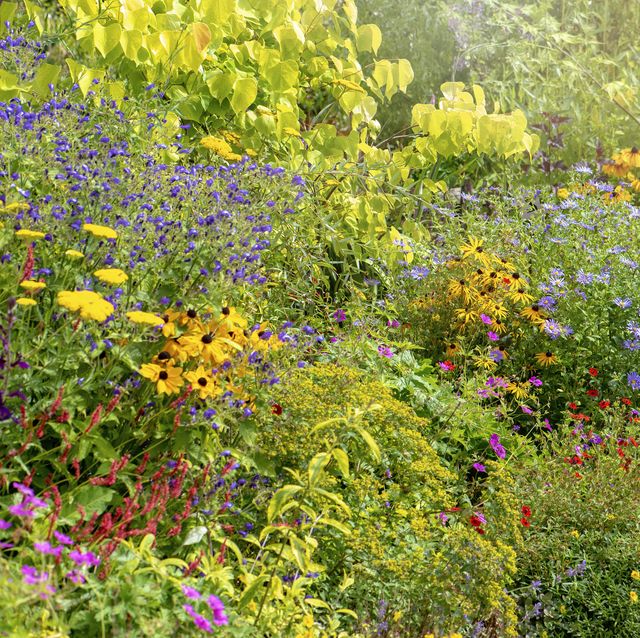 A English late Summer garden Herbaceous flower border with Rudbeckias and Michaelmas daisies