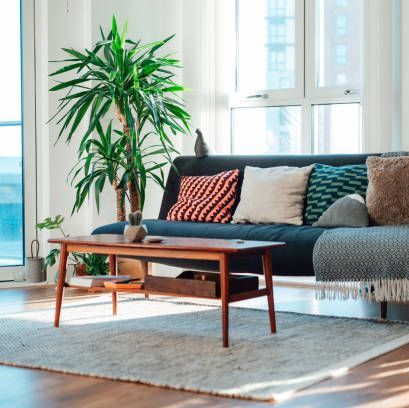 living room with blue sofa and several houseplants that can be bought on amazon