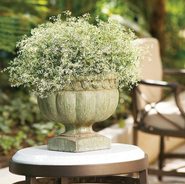 euphorbia, an ideal plant for container gardening, in a cast pedestal planter set on a side table in an outdoor patio seating area