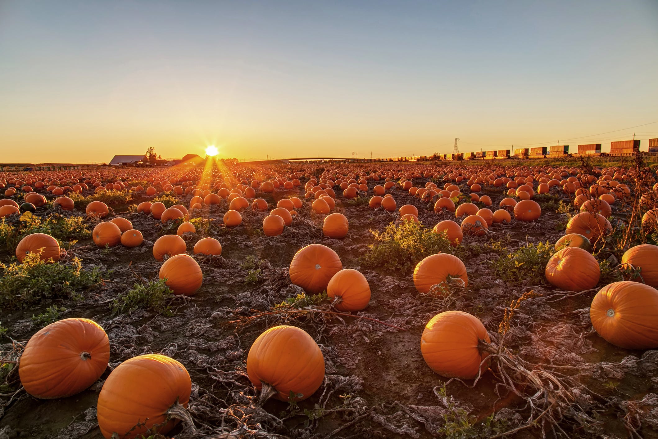 Pumpkin Farms Near You to Visit This Season