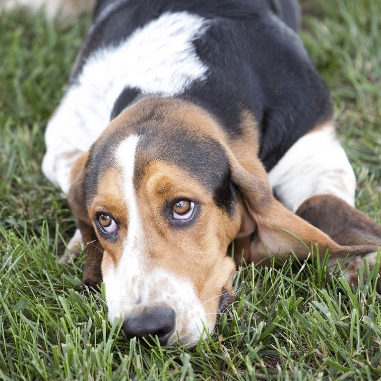 how long does it take a puppy to learn its name