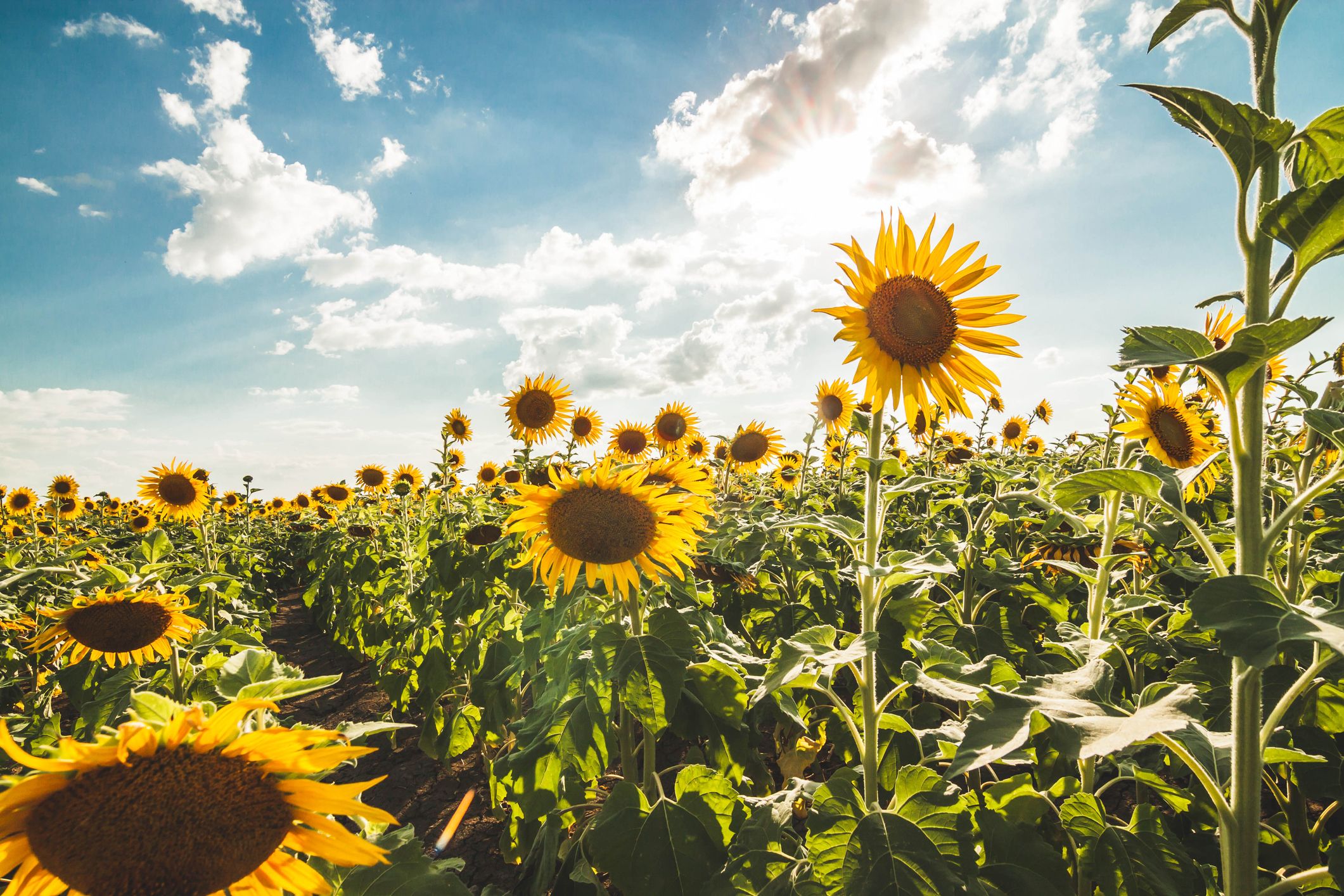 8 Sunflower Farms Near Indianapolis  Upick Flower Farms