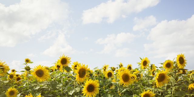 9 Sunflower Fields In The Uk To Visit In Summer 21