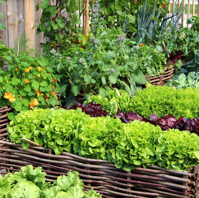 What Plants are Ideal for Kitchen Gardens? 
