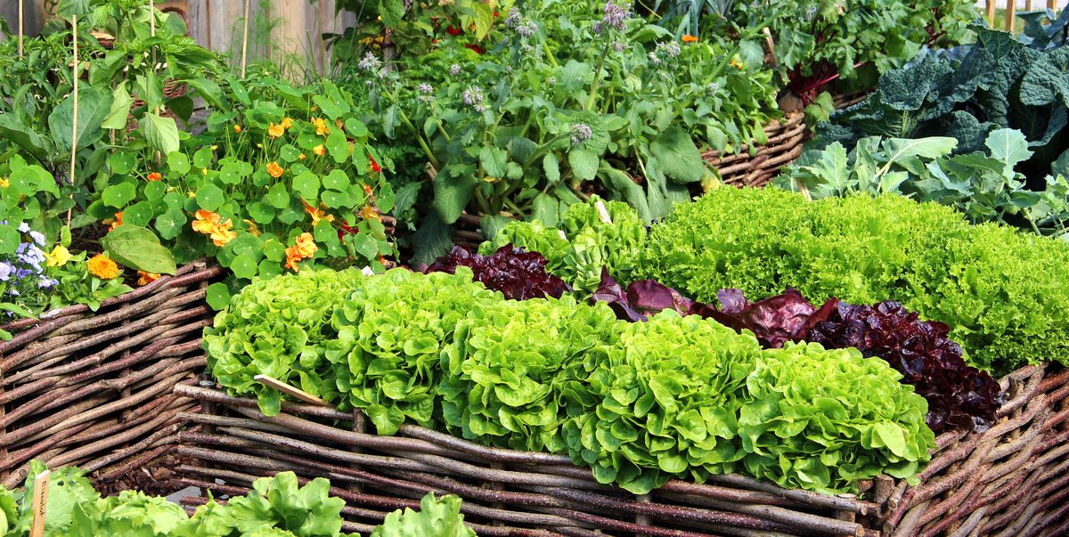 Best plants for a backyard vegetable garden