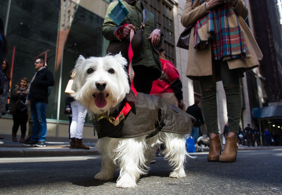 can you get white scottie dogs