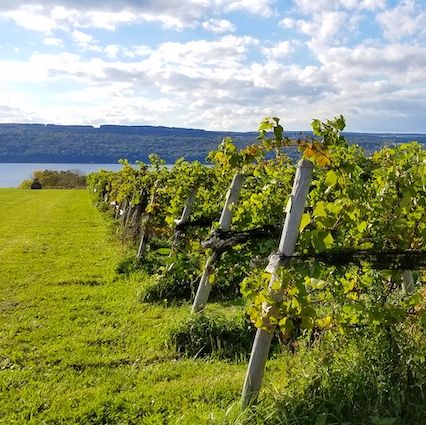 best wine vacations finger lakes