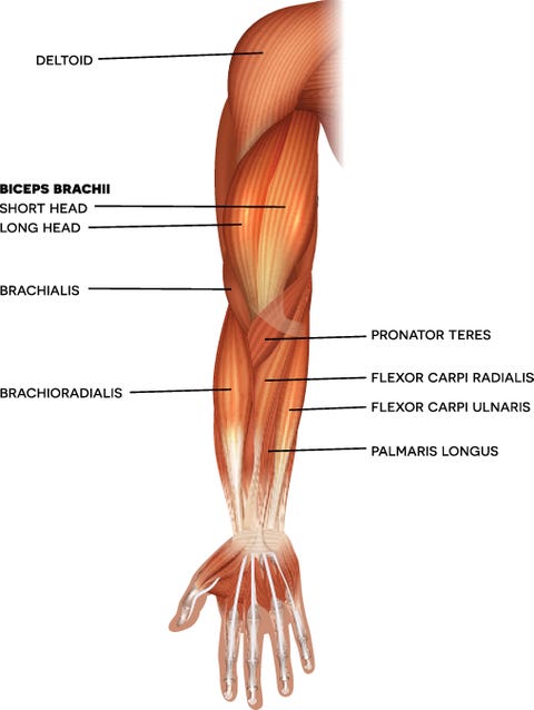 bicep muscle bicep curls