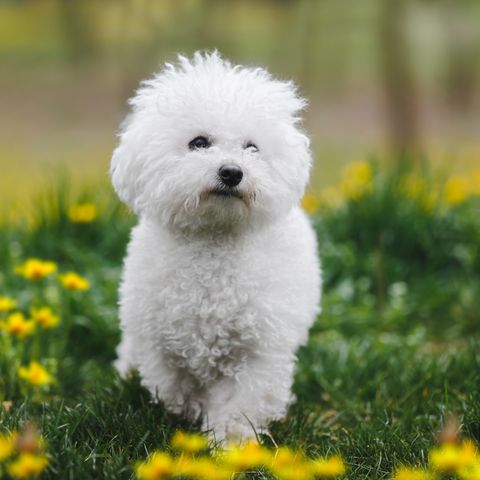 adorable young bichon frise puppy  walks around the sunny spring lawn active cute puppy animal themes, selective focus, copy space
