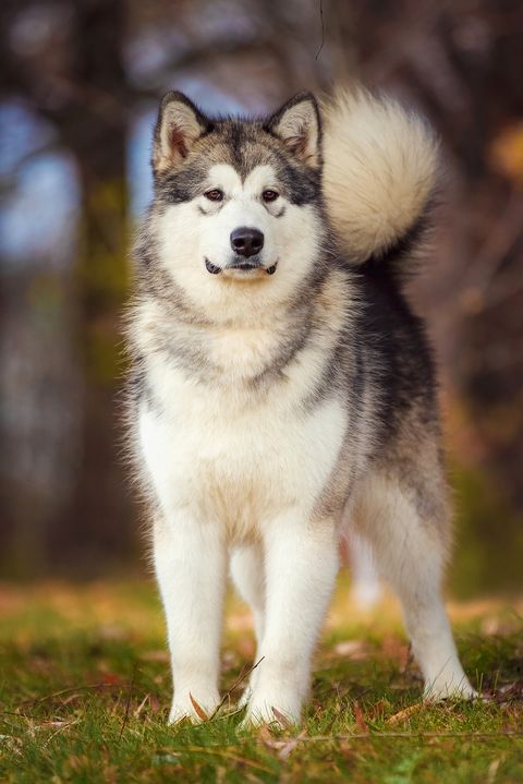 raza de perros malamute de alaska