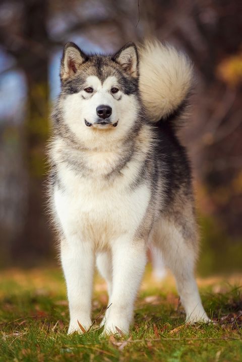 Alaskan Malamute dog breed