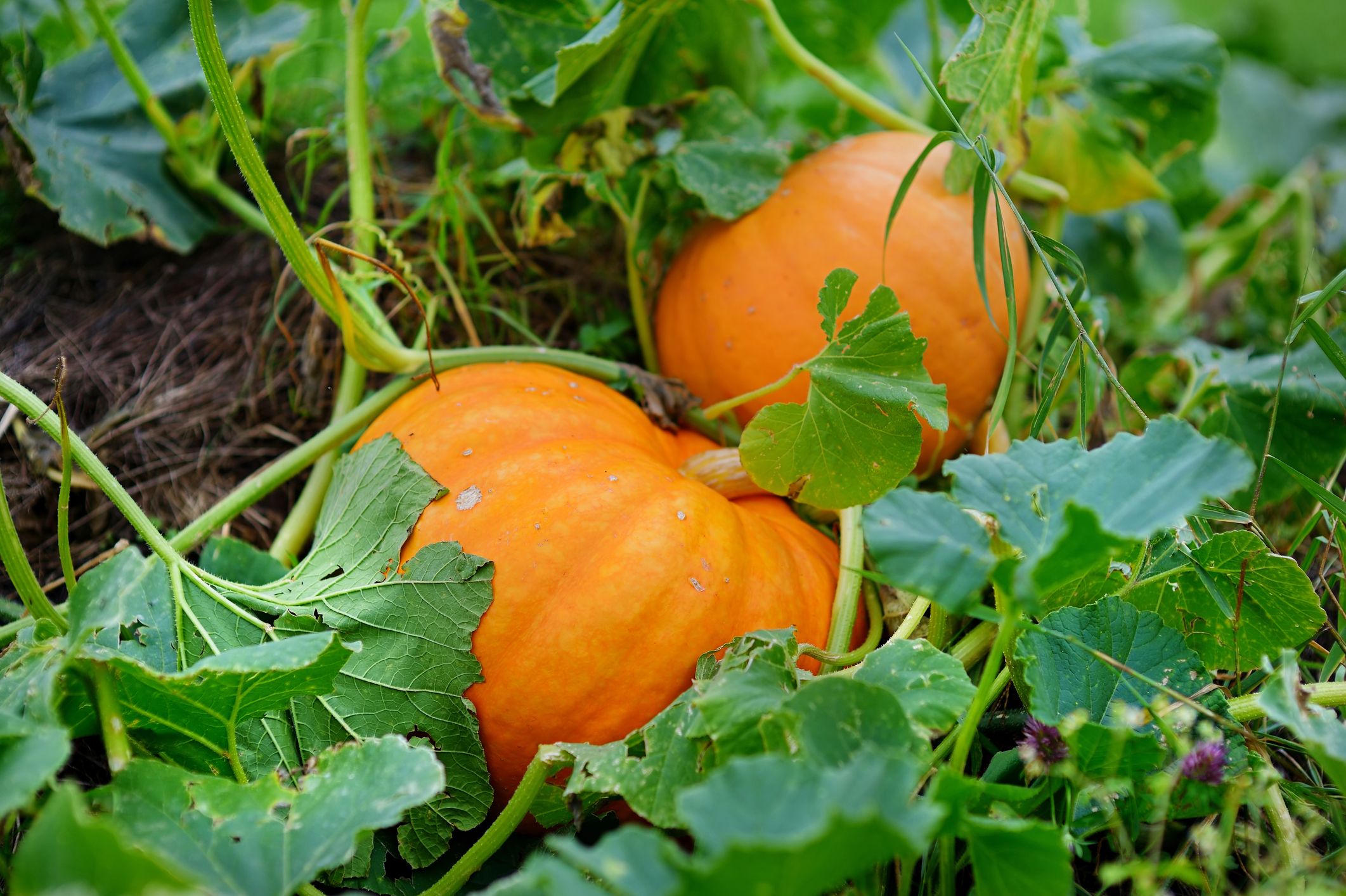 Pumpkin Plant Tips - How to Grow a Pumpkin