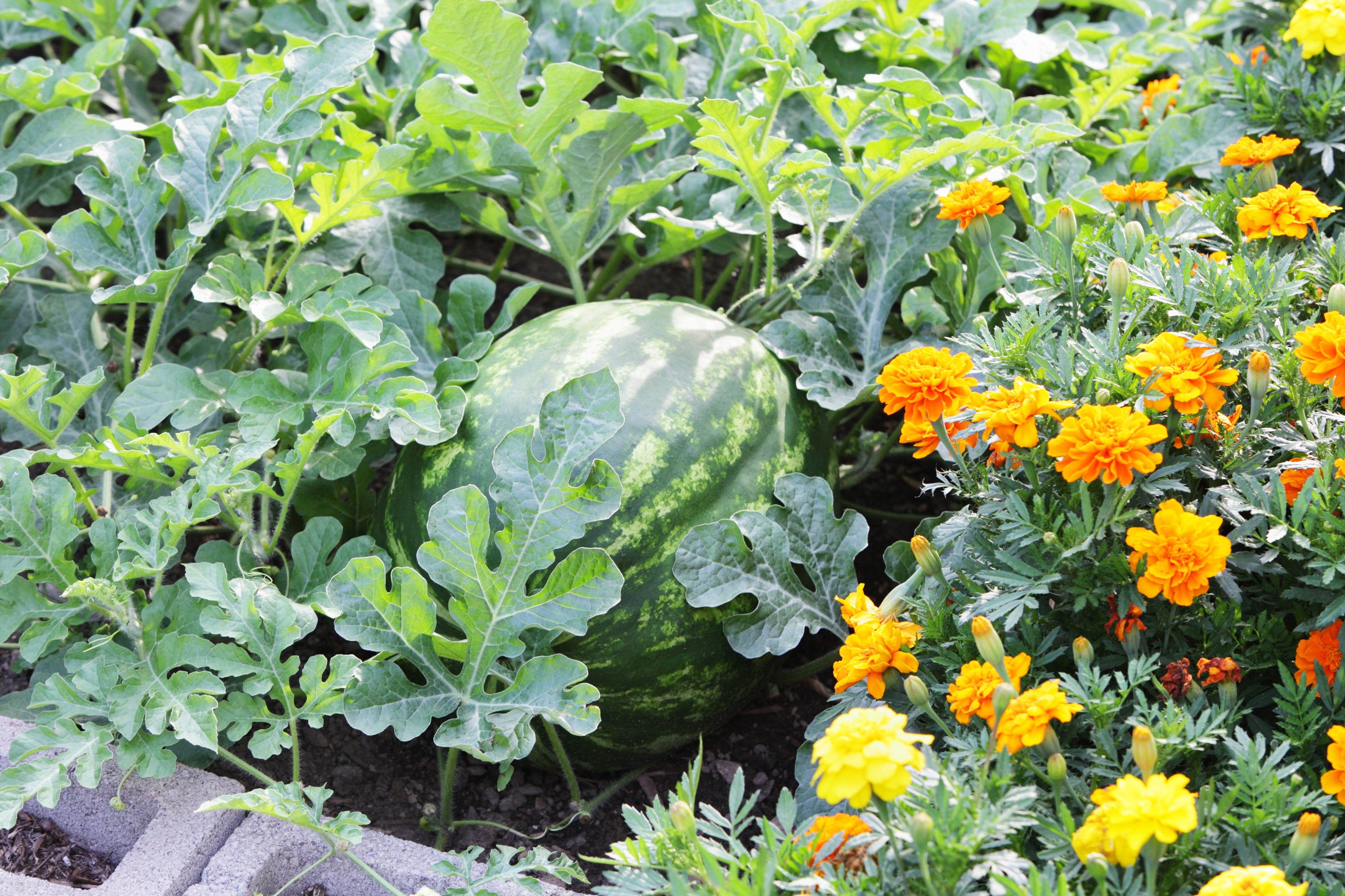 stor mogen vattenmelon citrullus lanatus i en sommarträdgård