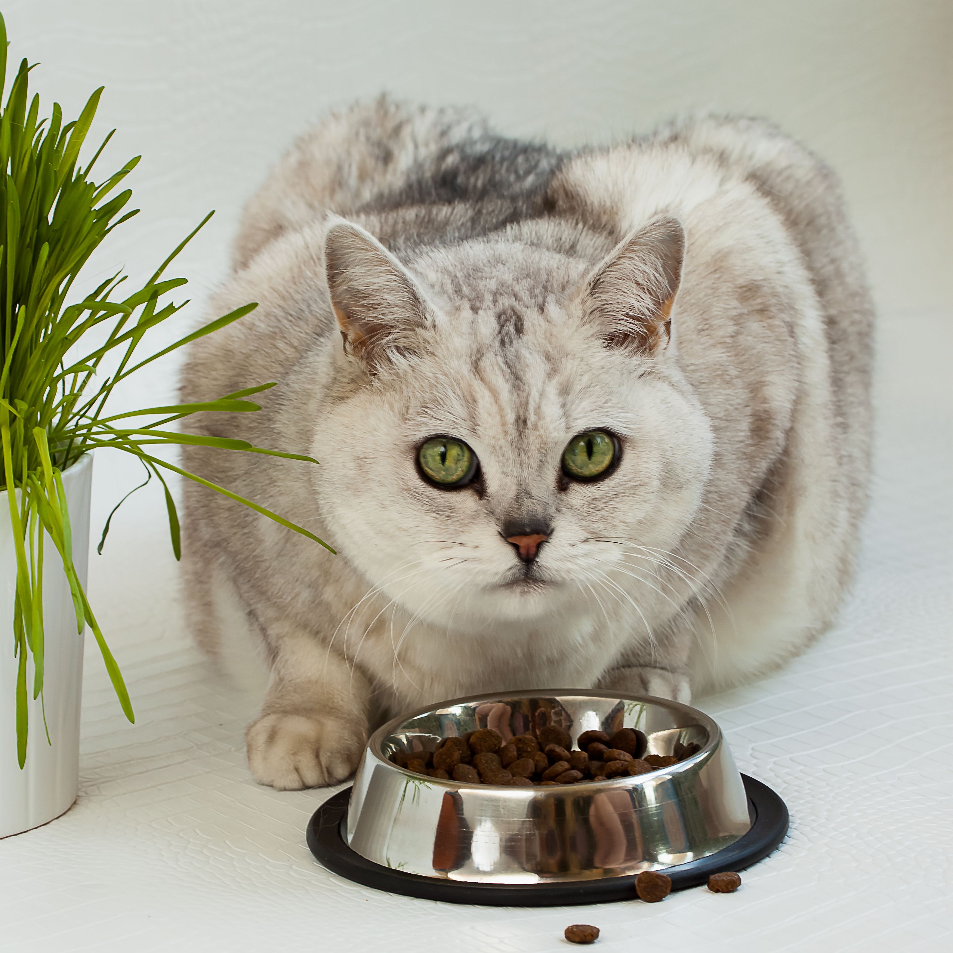 homemade vegetarian food for cats