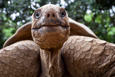 Hoe het schildpadden zo worden?