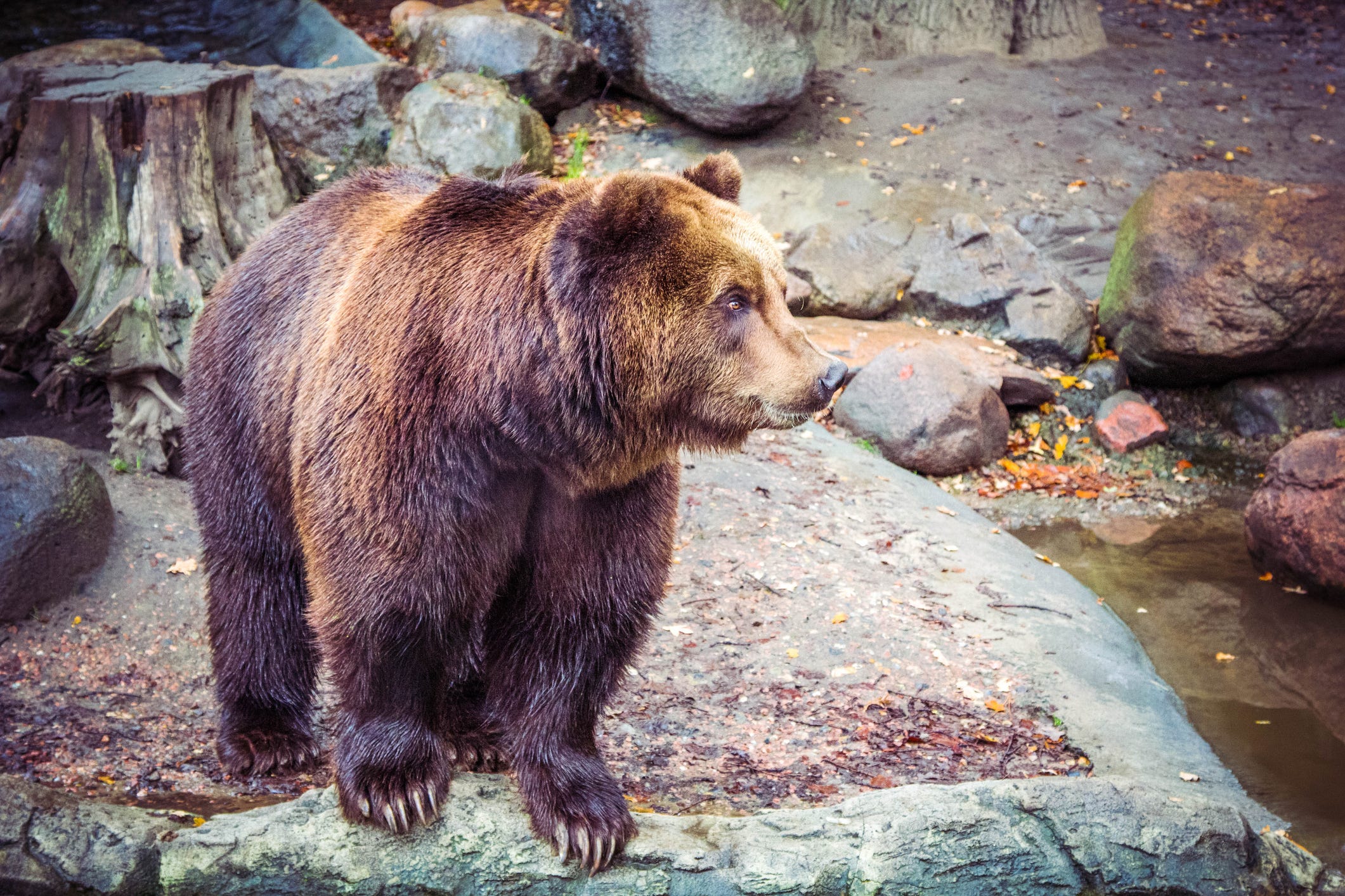 Bear Who Killed Italian Runner Also Attacked Two Others