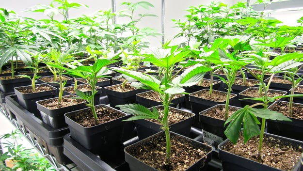 Cannabis plants vegetate under fluorescent light.