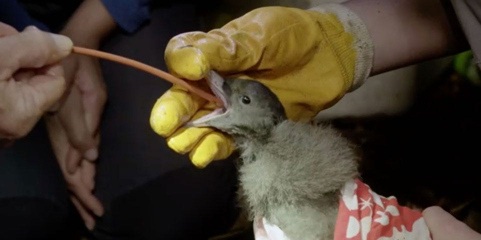 Bird chick clip on BBC One's Drowning in Plastic documentary leaves ...