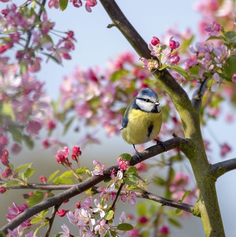 Close-up image of an Eurasian blue tit on the branch of Malus 'Floribunda' Crab apple blossom against a blue sky