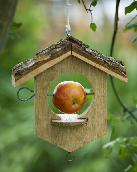 bird feeder with apple