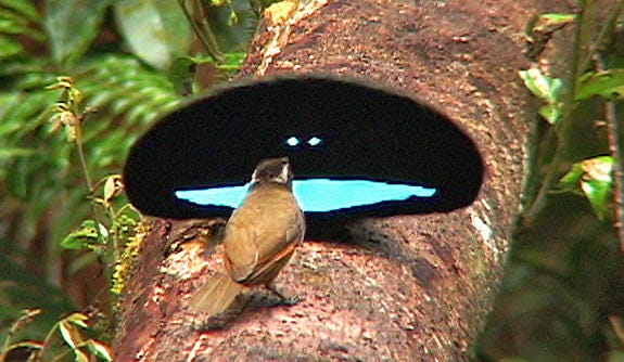 These Birds Use Ultimate Darkness To Attract Mates