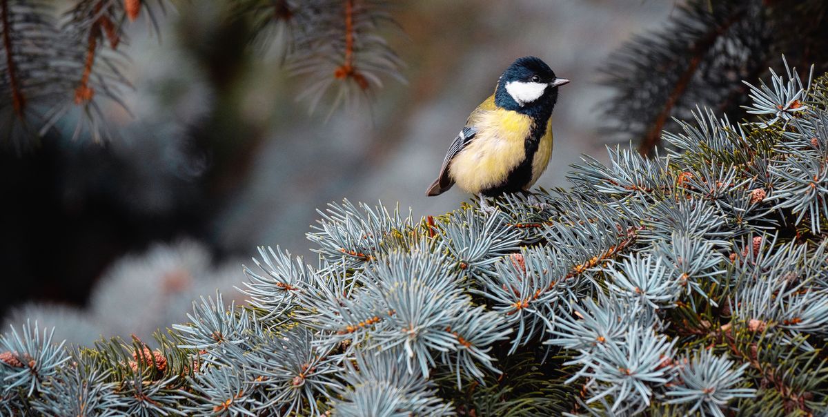 How To Upcycle Your Christmas Tree To Help Garden Wildlife