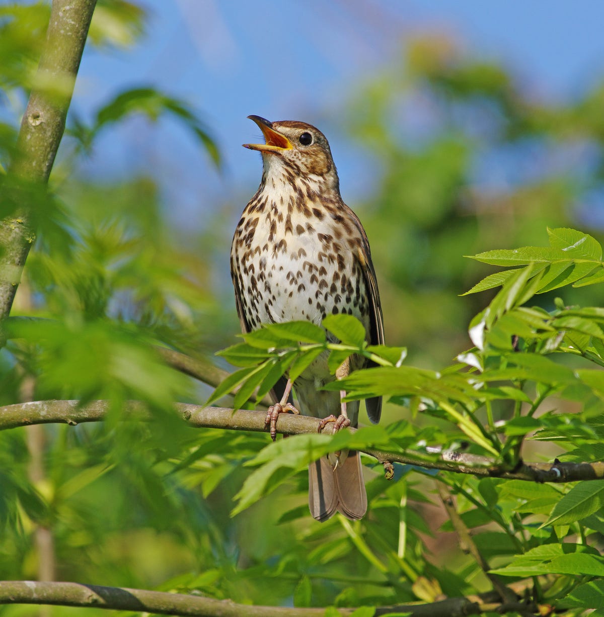 Kate Humble Wants To Reconnect Brits To Nature Again Using Birdsong