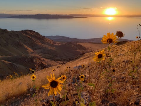 Trail Runner Attacked And Gored By Bison In Antelope Island State Park In Utah