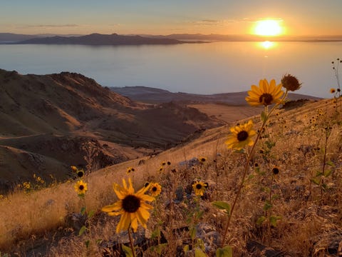 Trail Runner Attacked And Gored By Bison In Antelope Island State Park In Utah Trail Runner Attacked And Gored By Bison In Antelope Island State Park In Utah