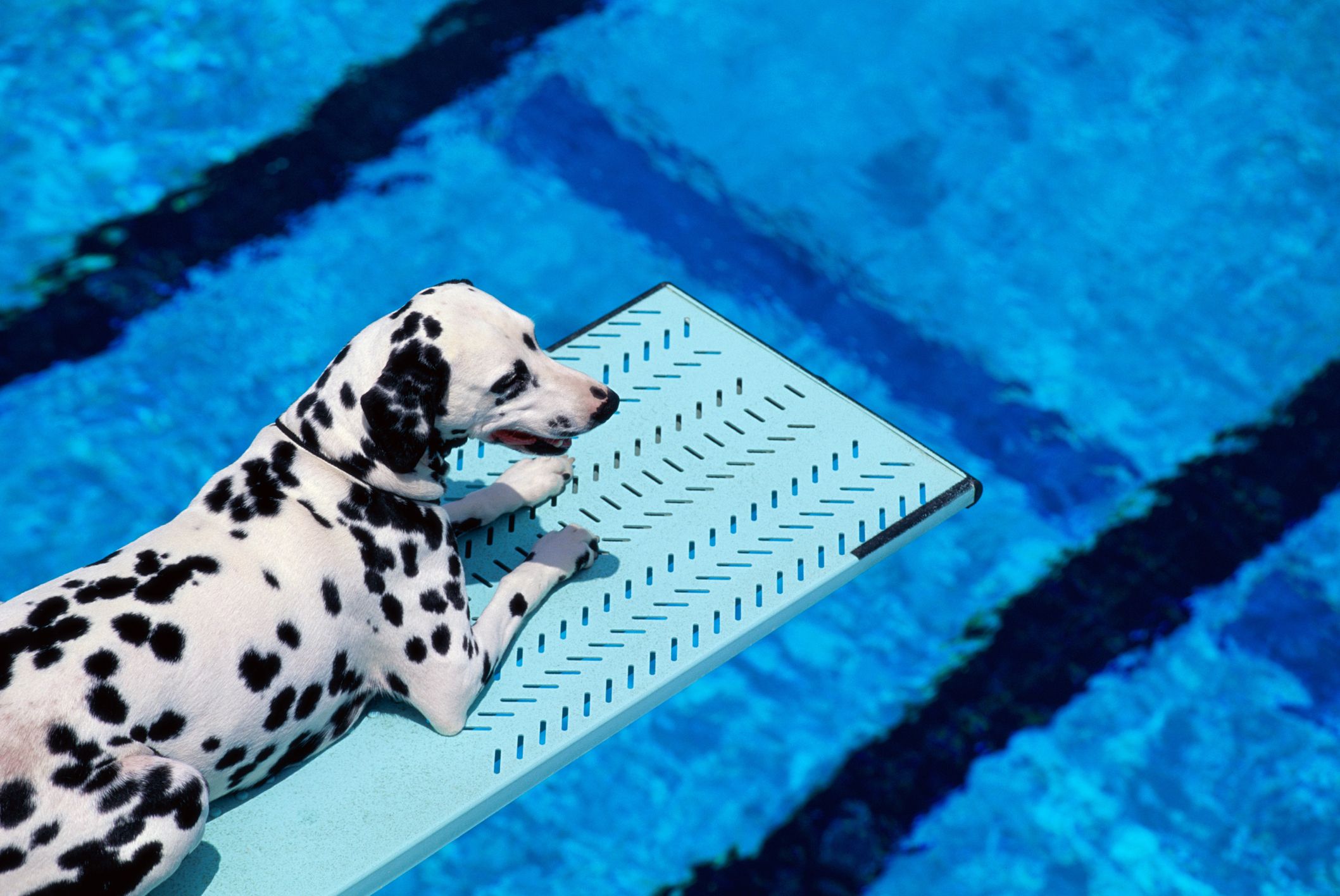 do dalmatians like to swim