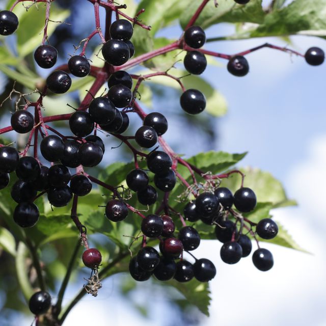 benefits of elderberry