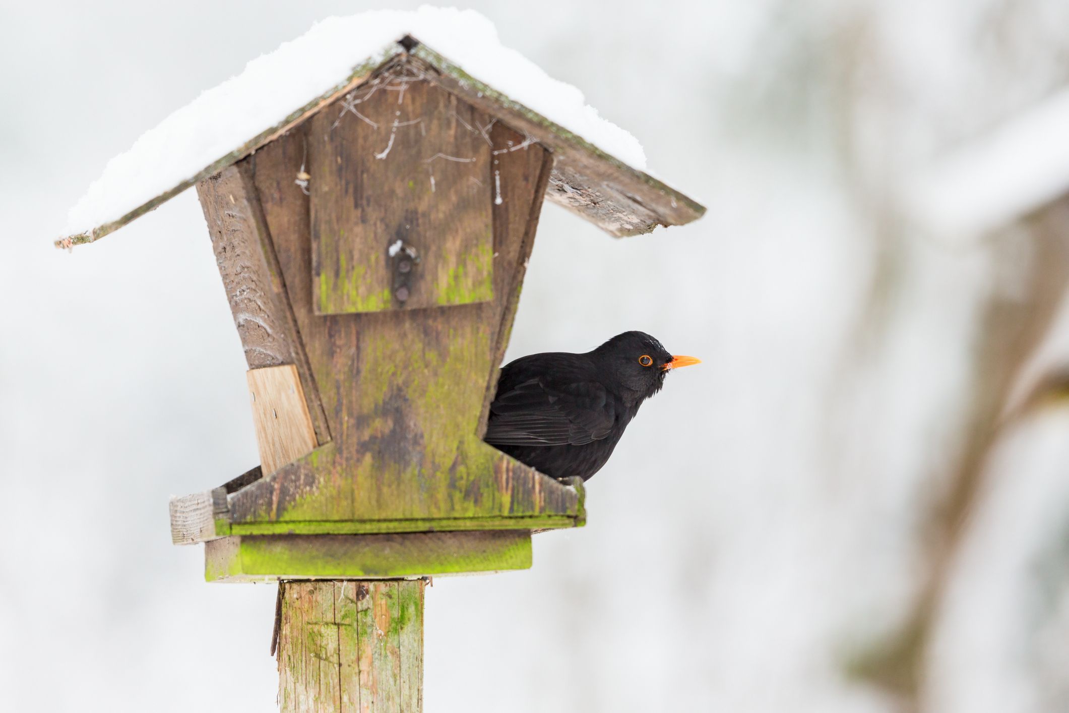 bird feeders for robins and blackbirds