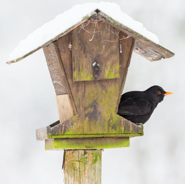 blackbird that sits on a bird feeding