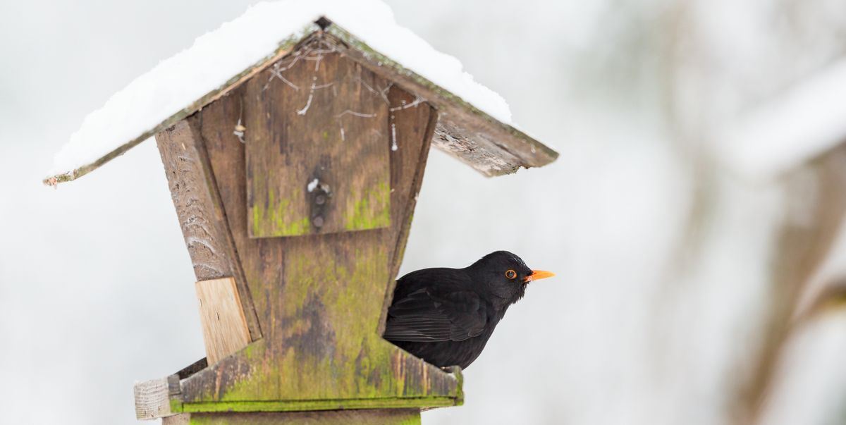 Everything you need to help your garden birds survive the winter
