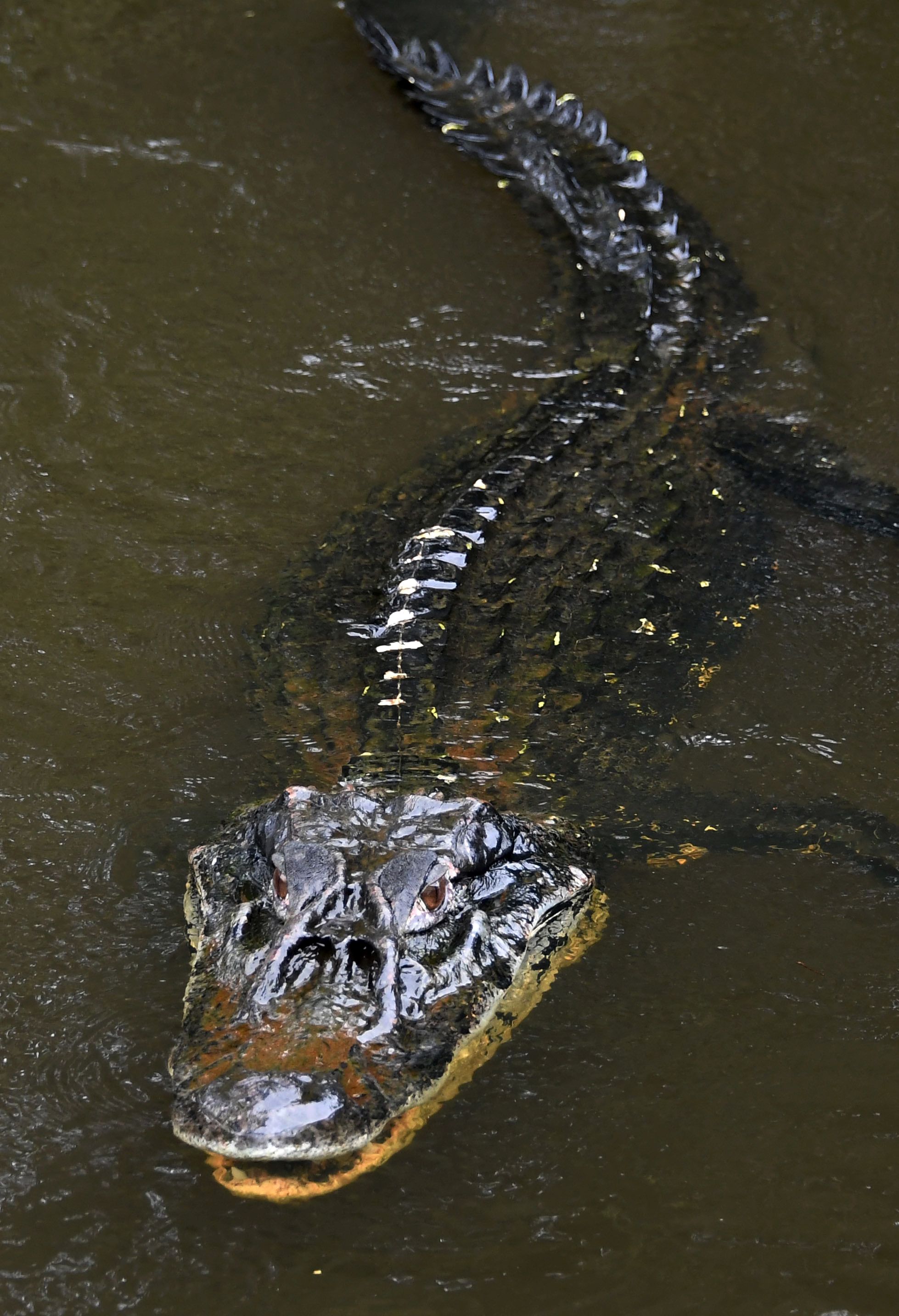 amazon jungle predators