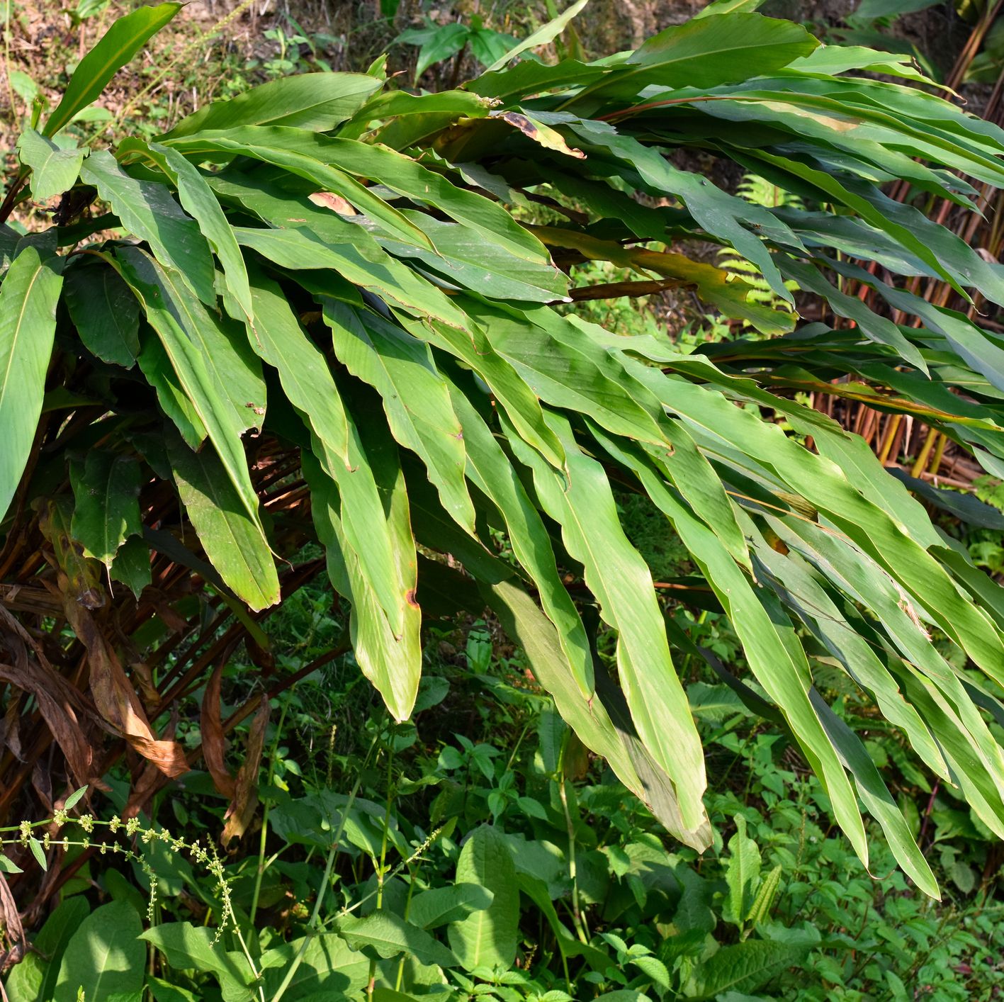 Cardamom Plants Make the Perfect Lush, Leafy Addition to Your Indoor Jungle