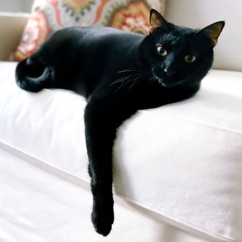 black cat breeds  american shorthair