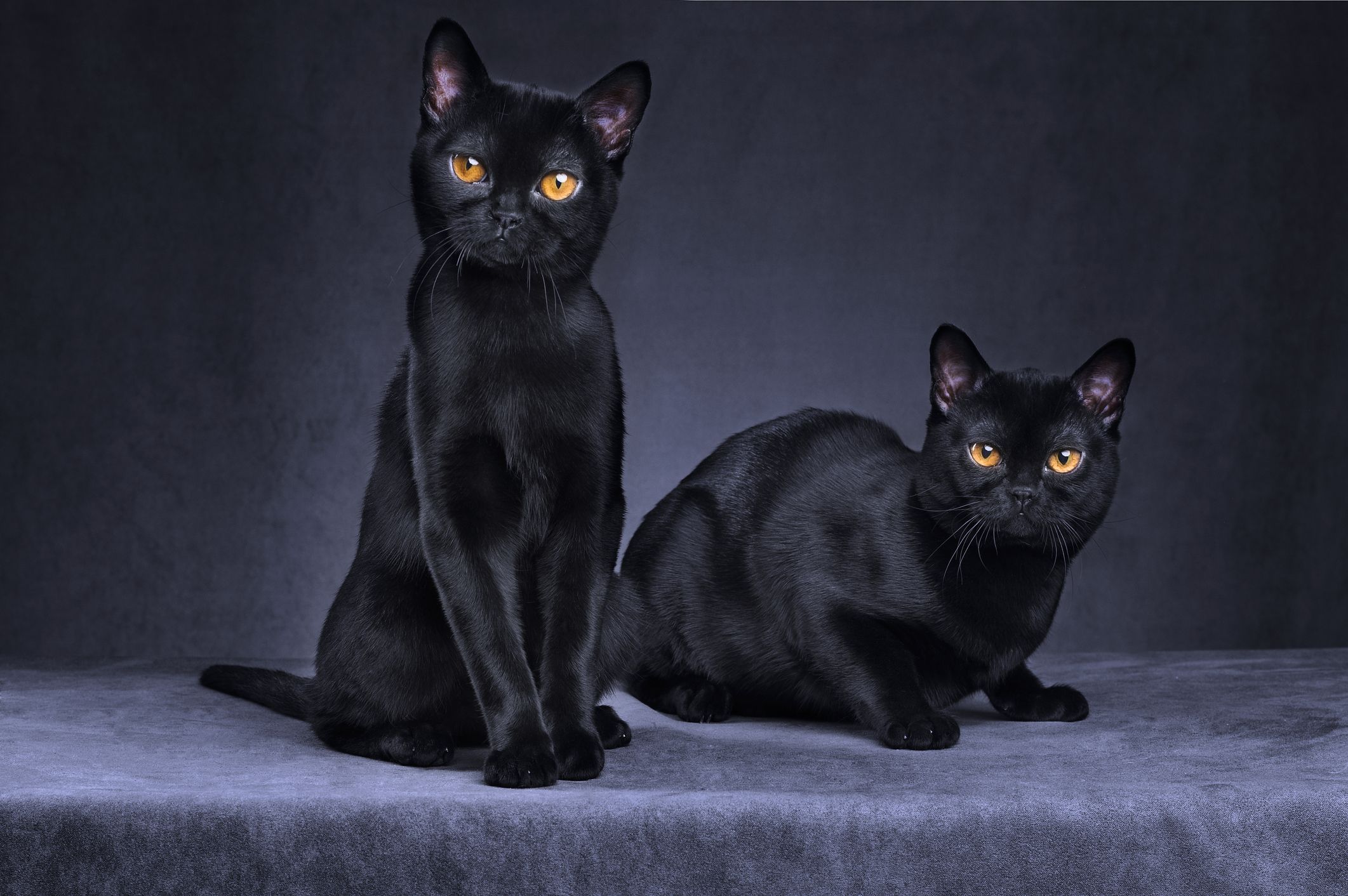 big black domestic cats