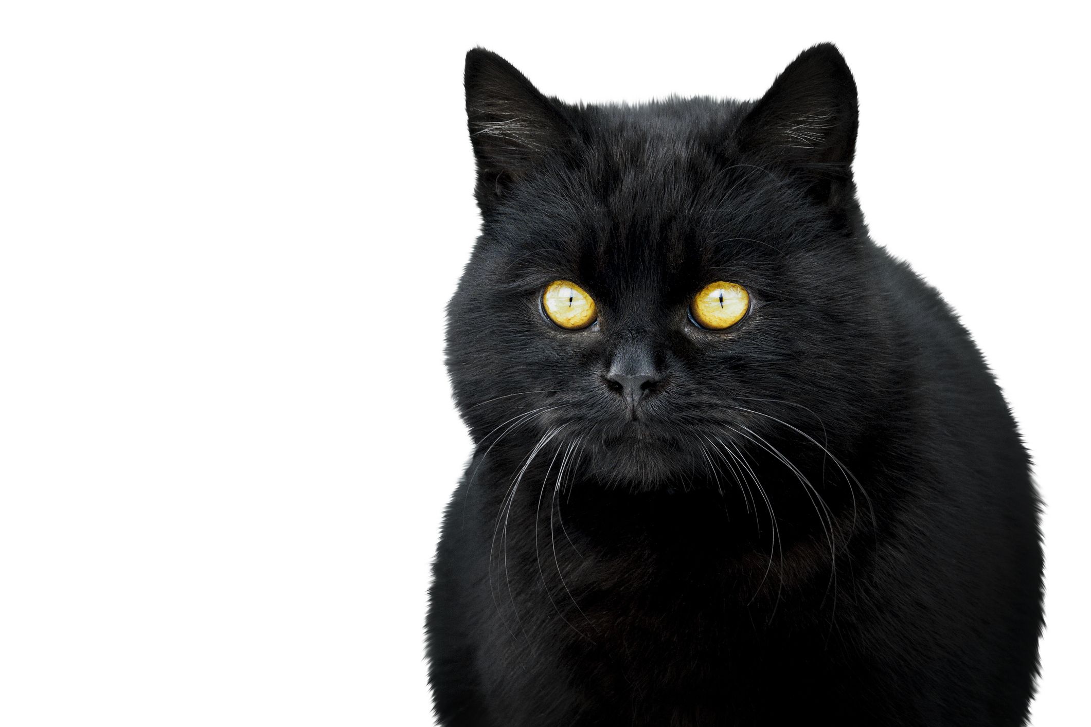 short haired black cat breeds