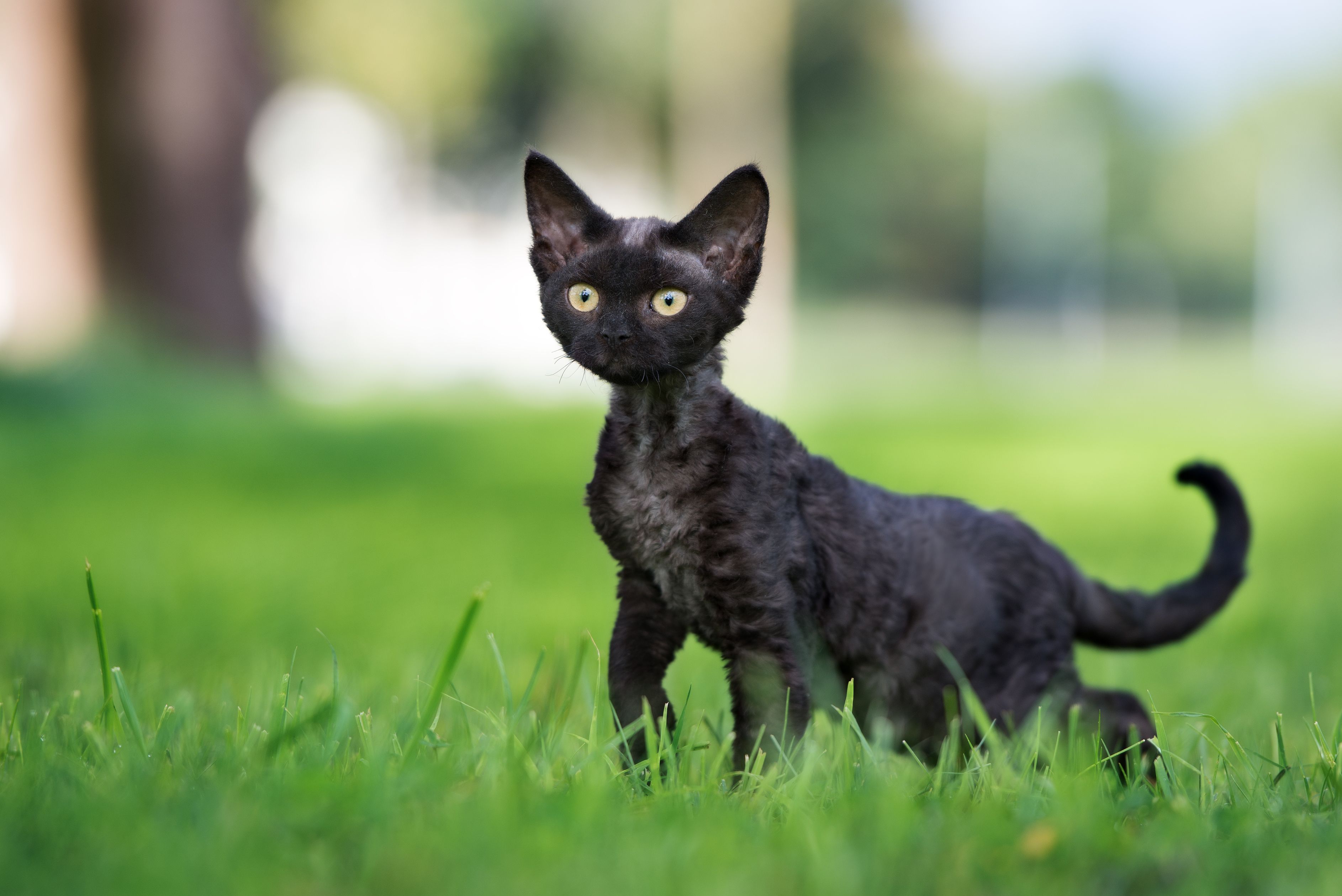 types of black cats