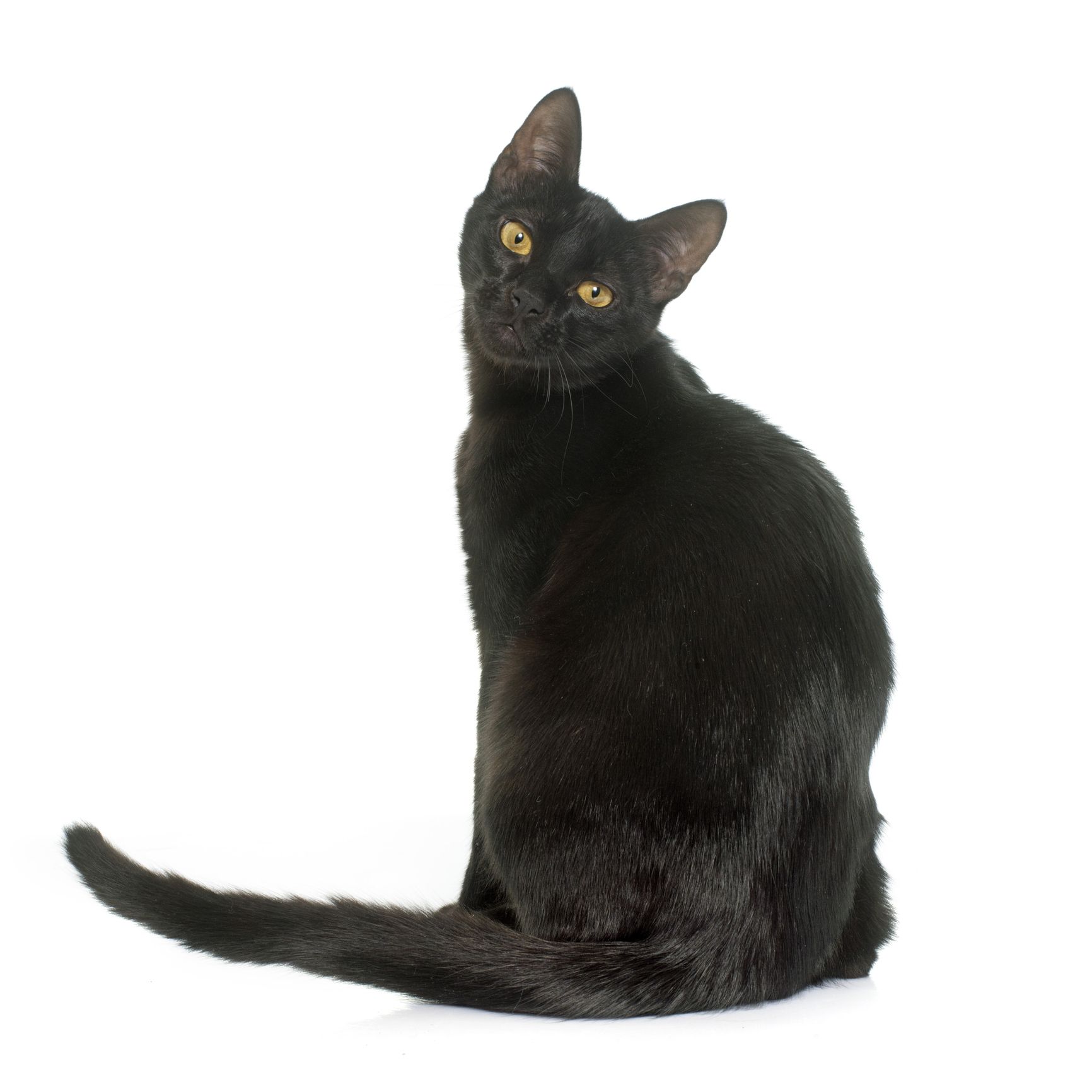 black abyssinian cat black and white abyssinian cat black abyssinian abyssinian black and white cat
