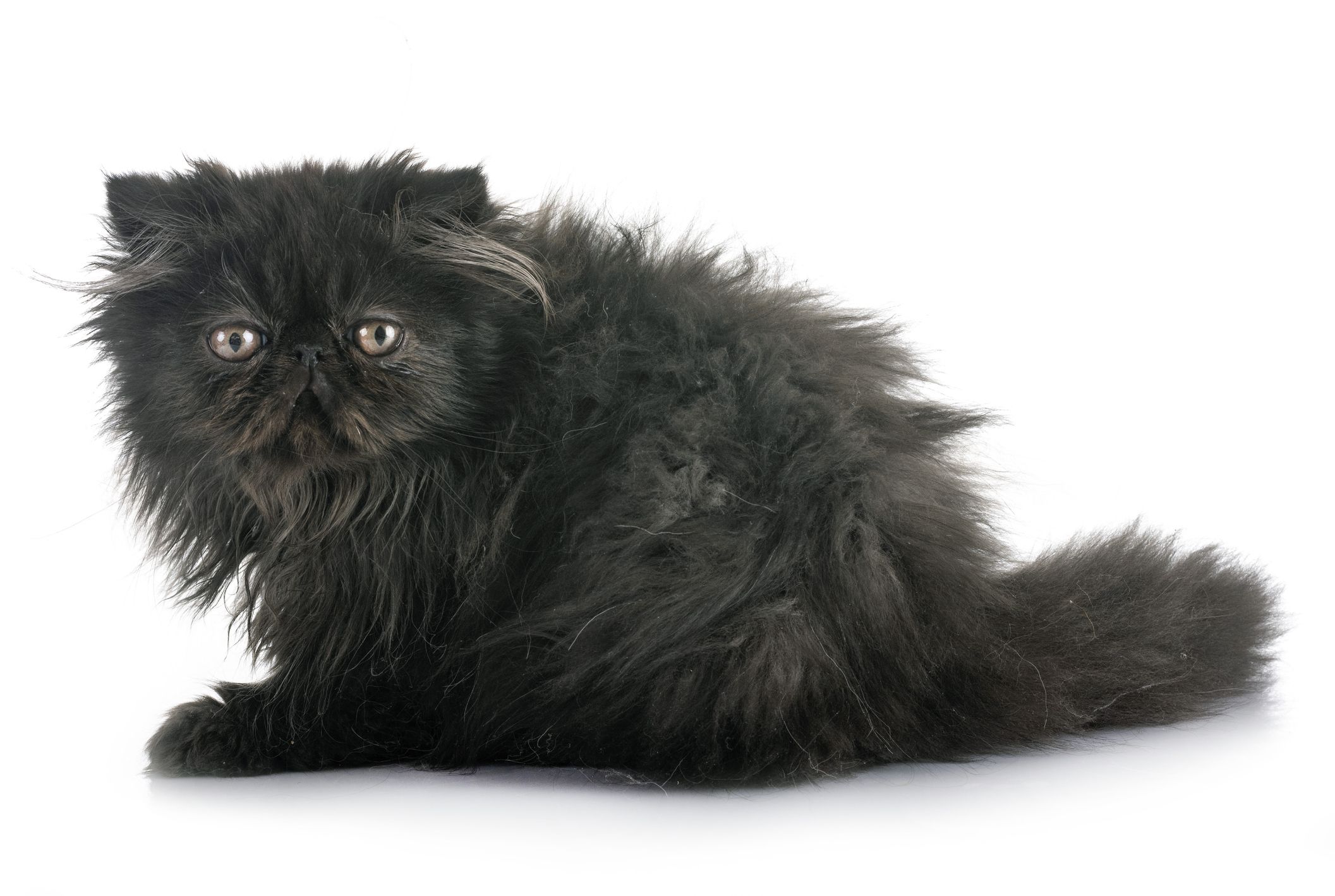 black fluffy cat with blue eyes