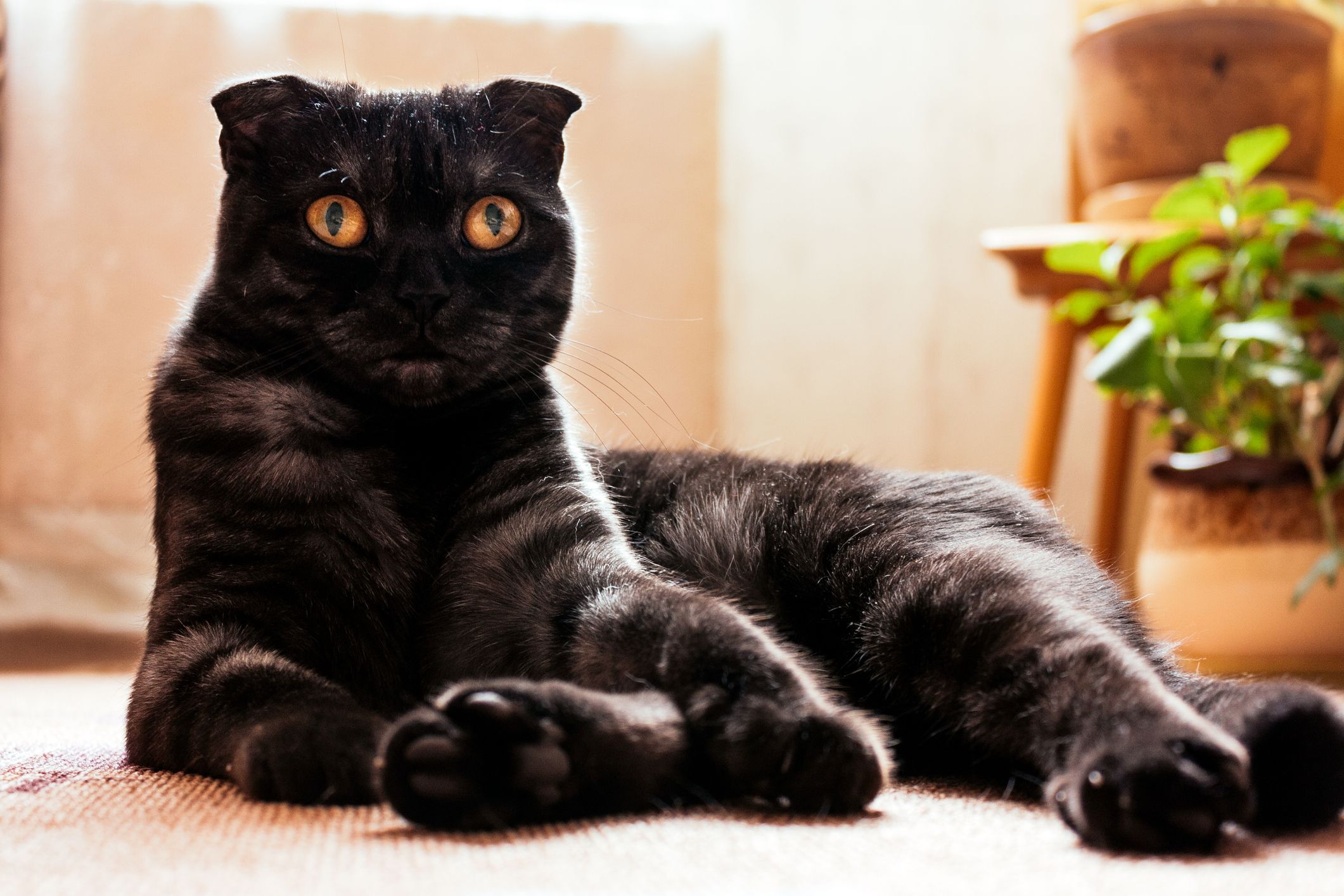 black hairy cat