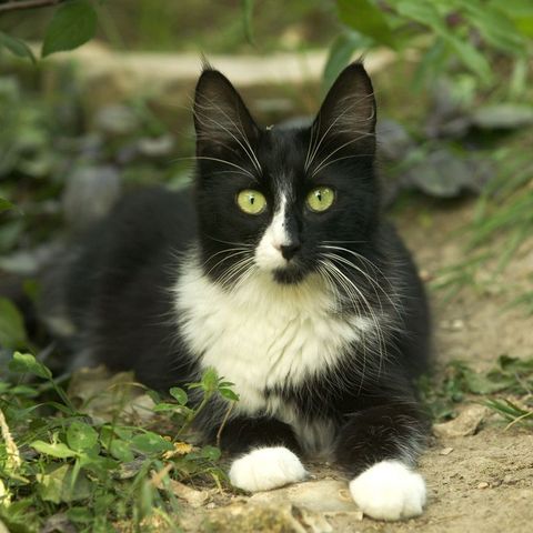 black cat breeds  turkish angora