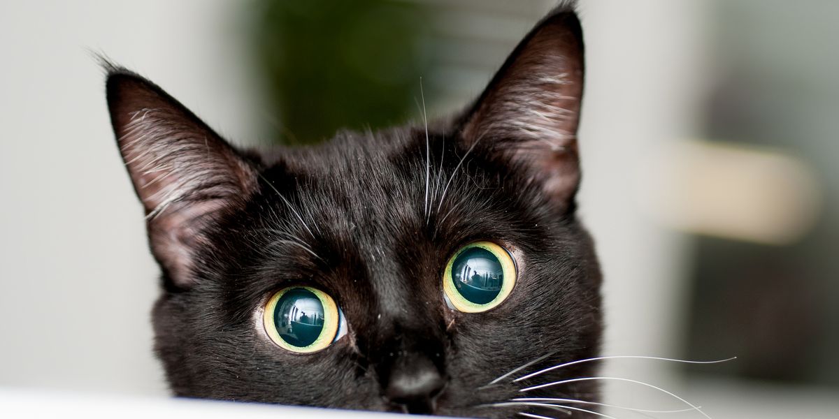 27 Cute Black Cat Names - Good Names for Male and Female ...